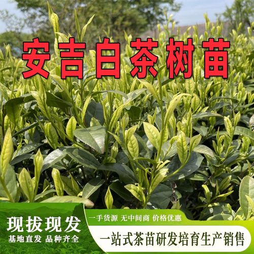 安吉白树苗茶 安吉苗白茶树苗 正宗绿茶白茶叶苗品种盆栽南方种植