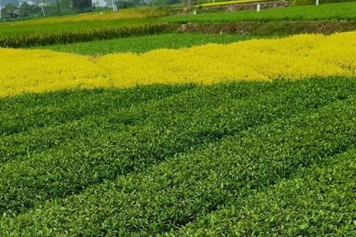 山茶花 1.0/株 龙井43号国家培育基地培植直供量大从优庭院园林南门种