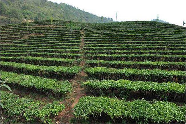 茶叶的种植与管理(茶叶高效的种植技术ppt) - 农数宝