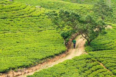 在斯里兰卡中部高地的种植园上采摘茶叶的妇女采茶者的手.