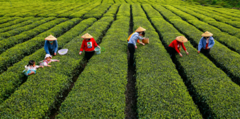 利川被评为2021年度茶业百强县
