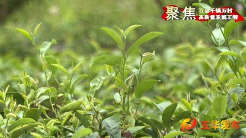 五华 强质量 优品牌 扩规模 赋能茶产业高质量发展
